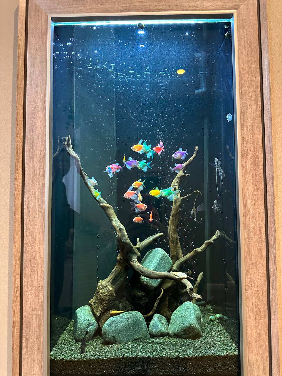 Элегантный встроенный аквариум-картина с флуоресцентными GloFish 70л - фото 10